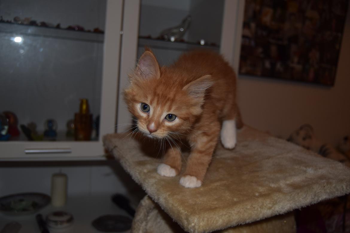 Maine Coon Louie - 6 uger billede 17