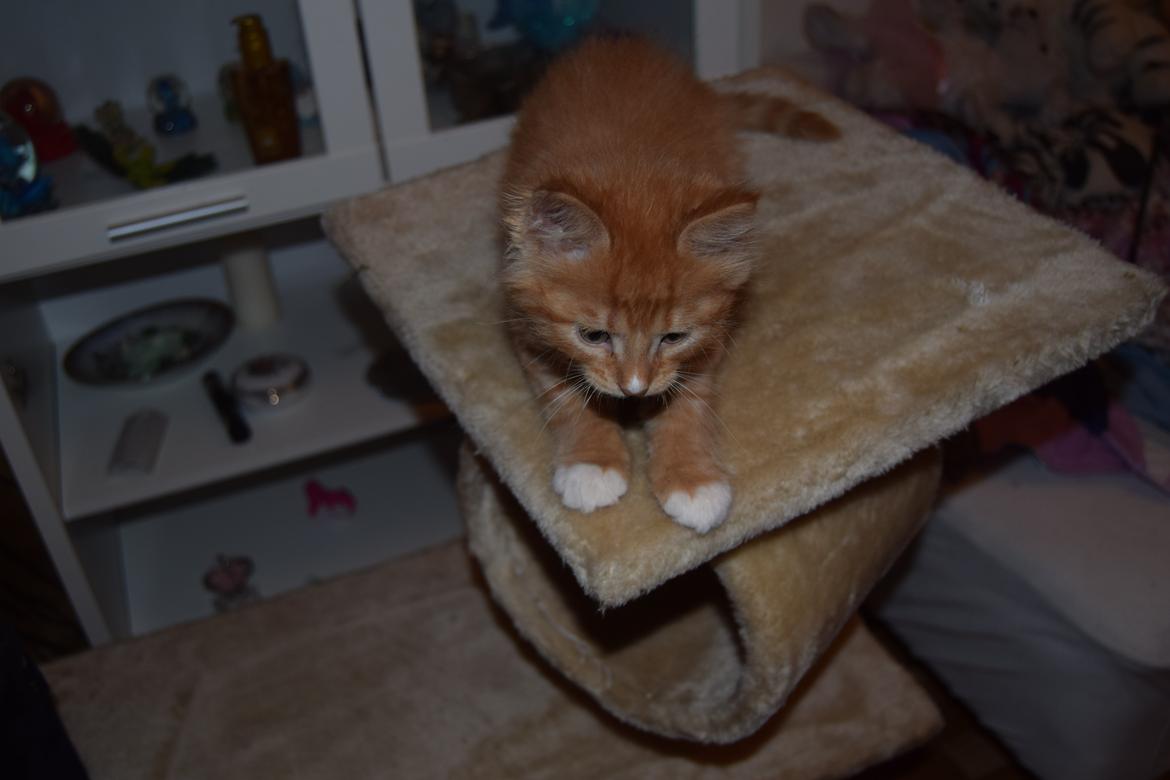 Maine Coon Louie - 6 uger billede 18