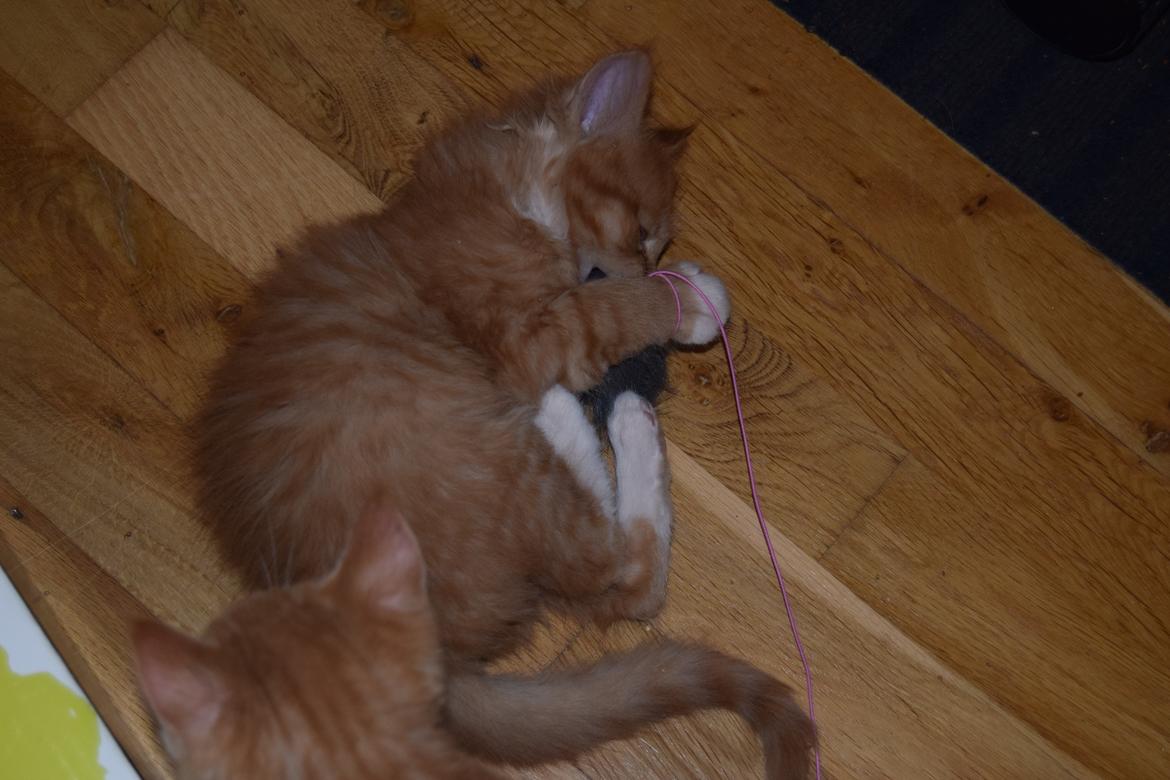 Maine Coon Louie - 6 uger billede 20