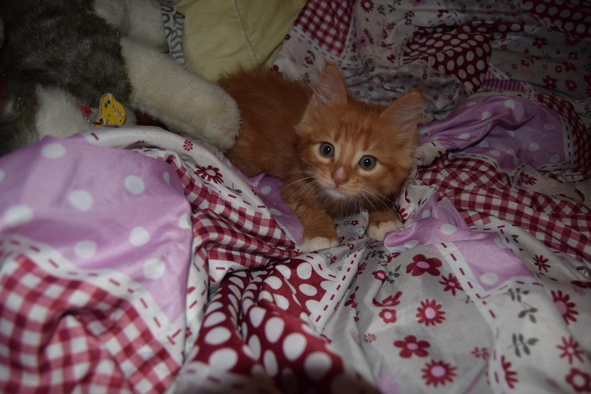 Maine Coon Louie - 6 uger billede 19