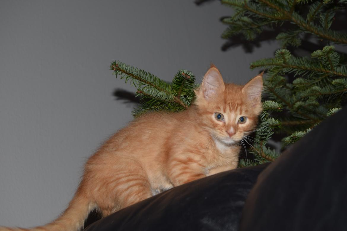 Maine Coon Louie - 8 uger billede 21