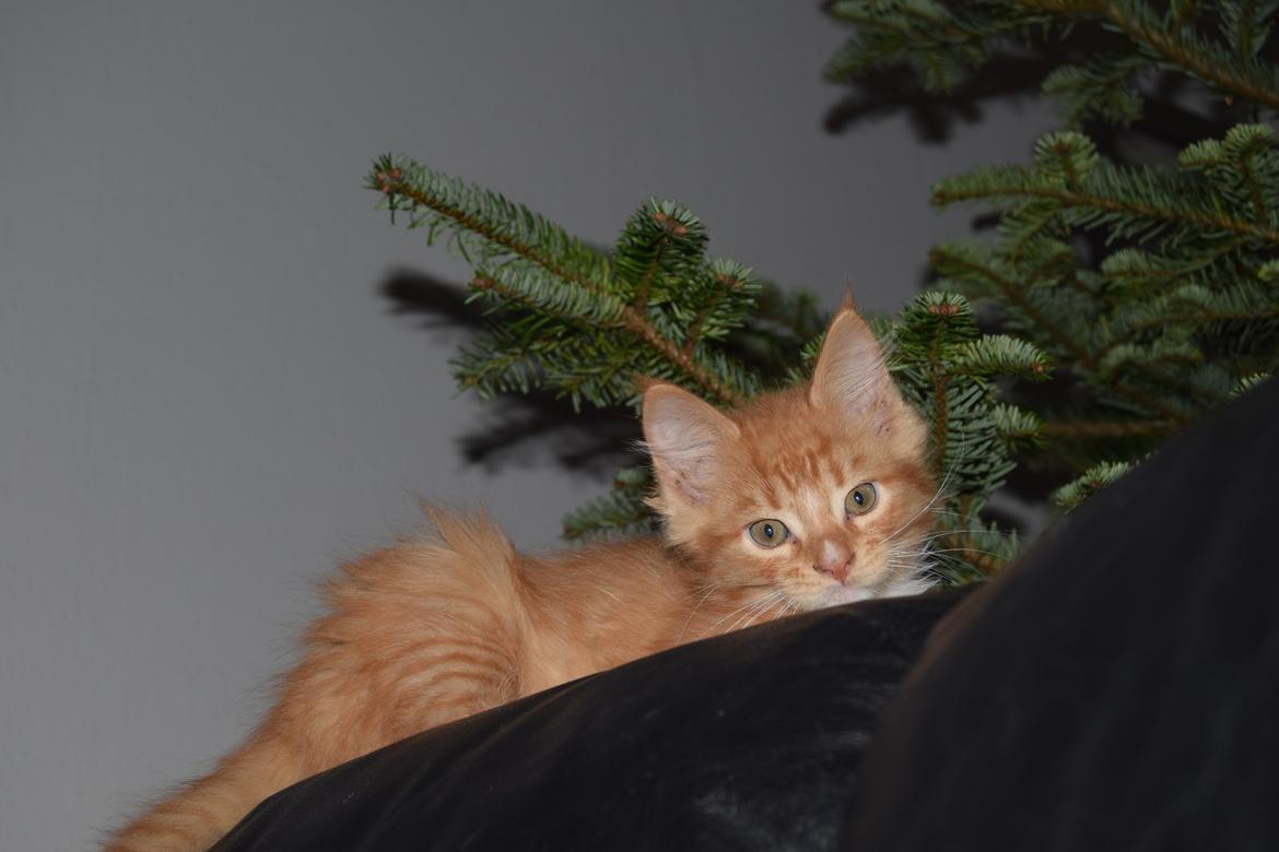 Maine Coon Louie - 8 uger billede 22