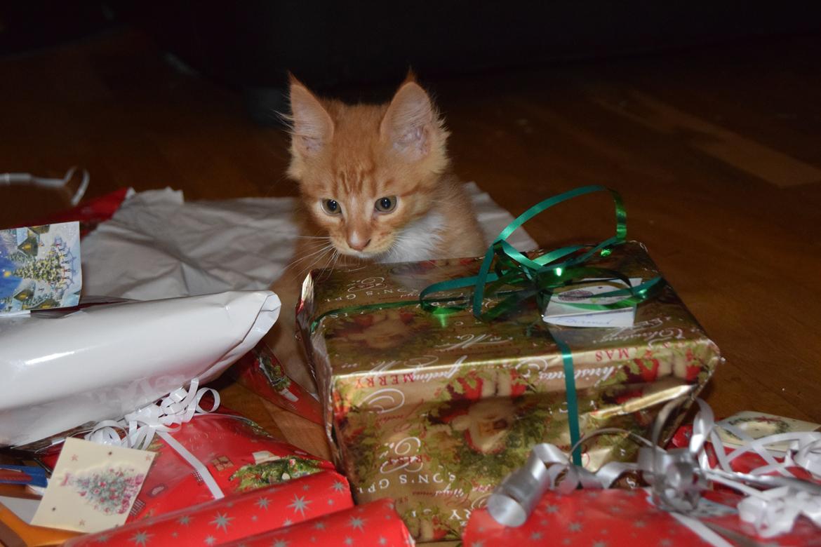 Maine Coon Louie - 9 uger billede 23