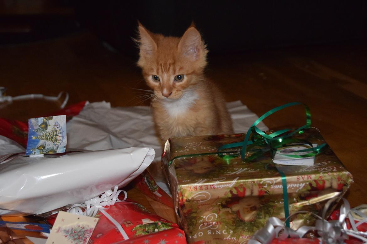 Maine Coon Louie - 9 uger billede 24