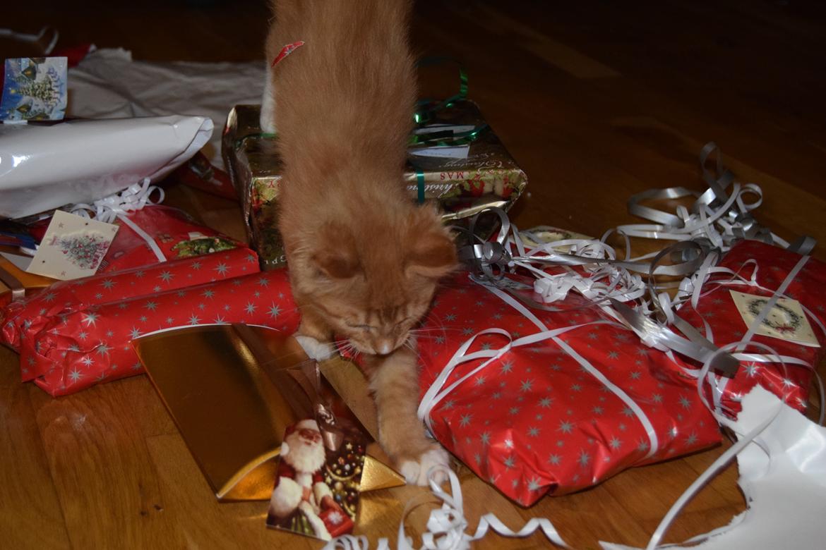 Maine Coon Louie - 9 uger billede 25