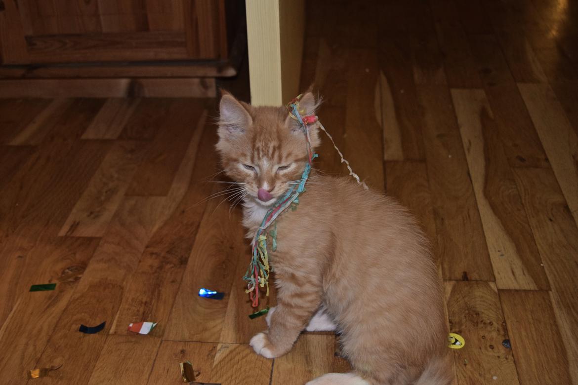 Maine Coon Louie - 9 uger billede 26