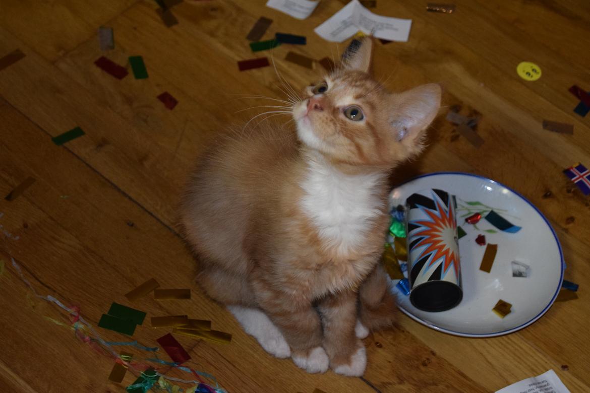 Maine Coon Louie - 9 uger billede 27