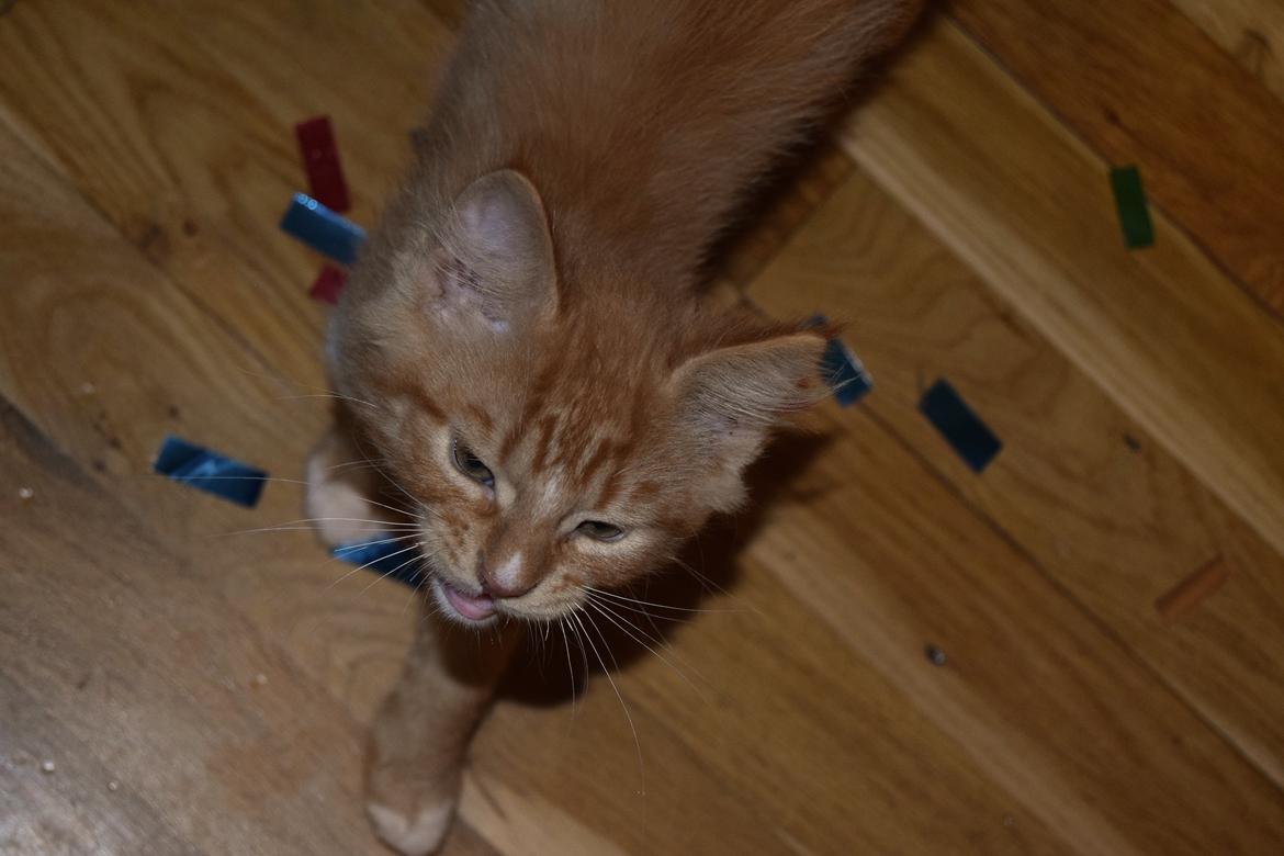 Maine Coon Louie - 9 uger billede 28