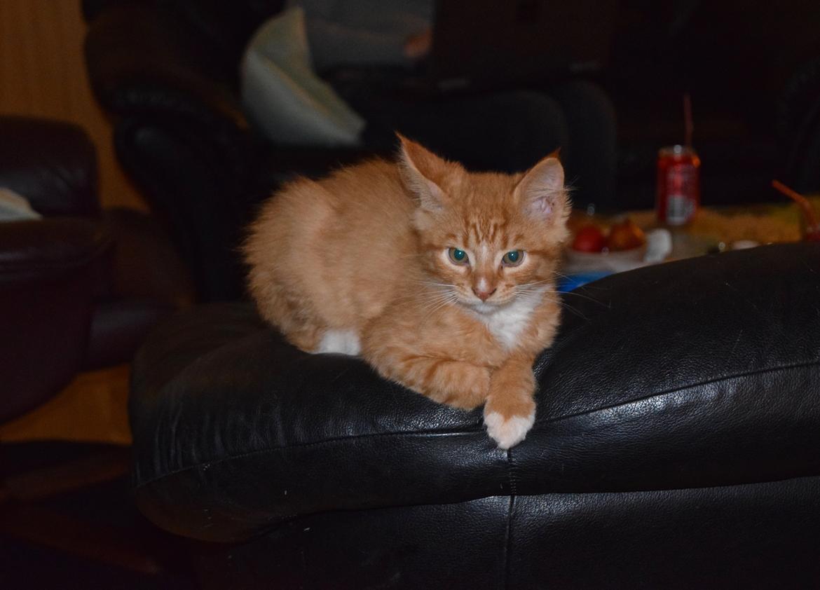 Maine Coon Louie - 10 uger billede 29