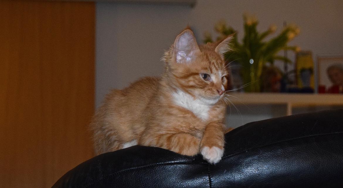 Maine Coon Louie - 10 uger billede 1