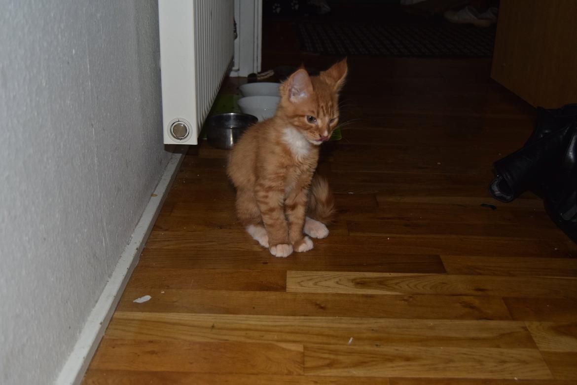 Maine Coon Louie - 10 uger billede 30