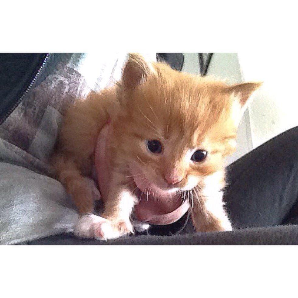 Maine Coon Louie - 4 uger billede 2