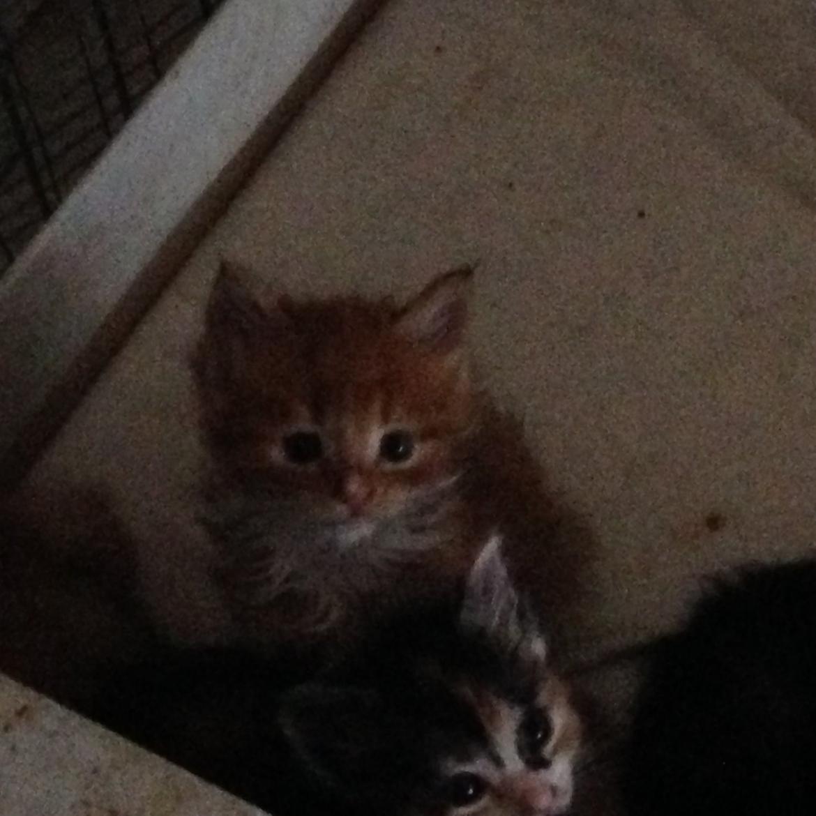 Maine Coon Louie - 5 uger billede 4