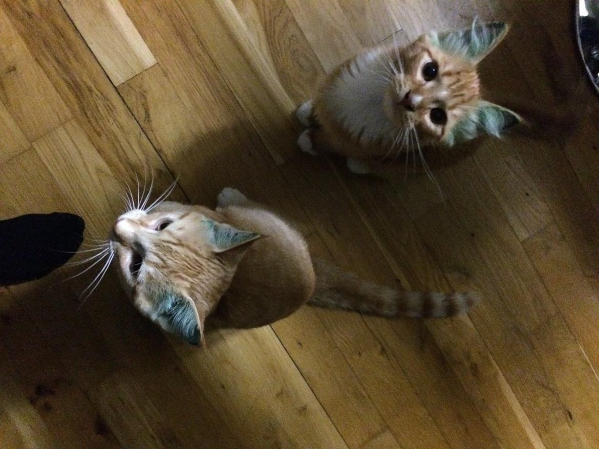 Maine Coon Louie - 3 måneder billede 31