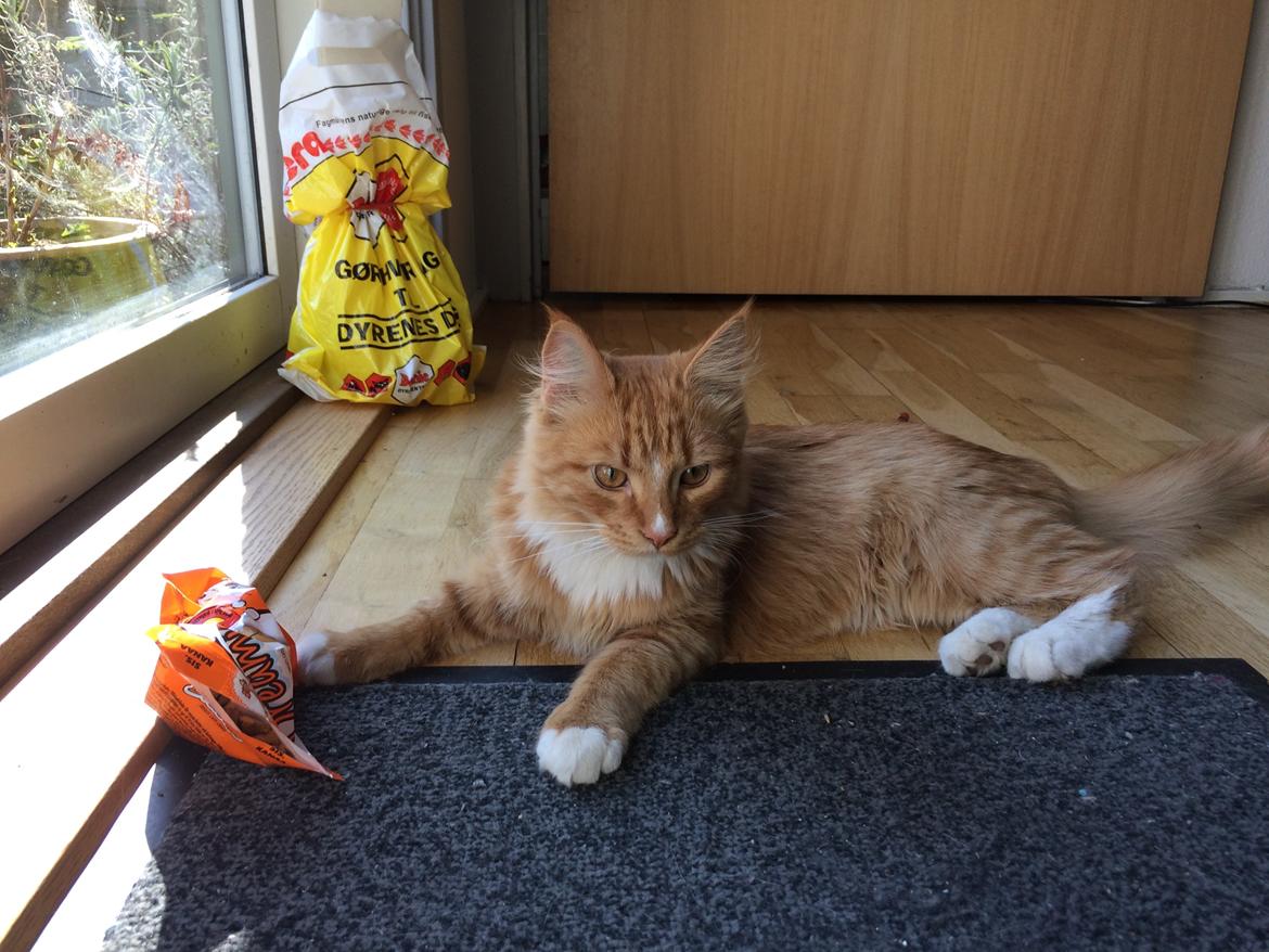 Maine Coon Louie - 6 måneder billede 32