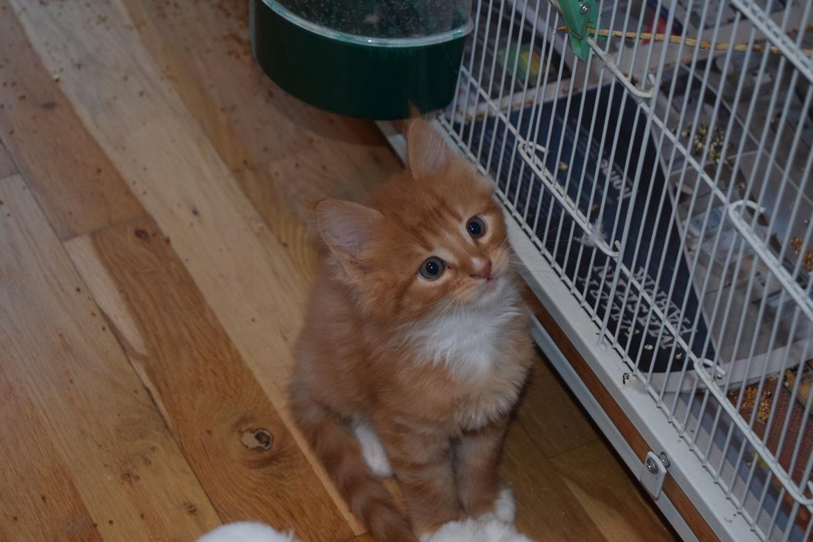 Maine Coon Louie - 6 uger billede 6