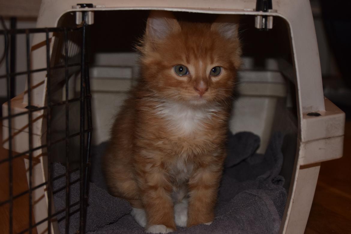 Maine Coon Louie - 6 uger billede 5