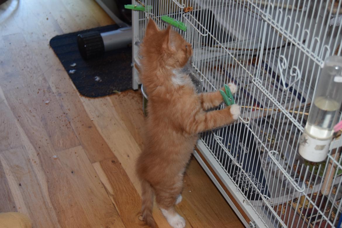 Maine Coon Louie - 6 uger billede 7