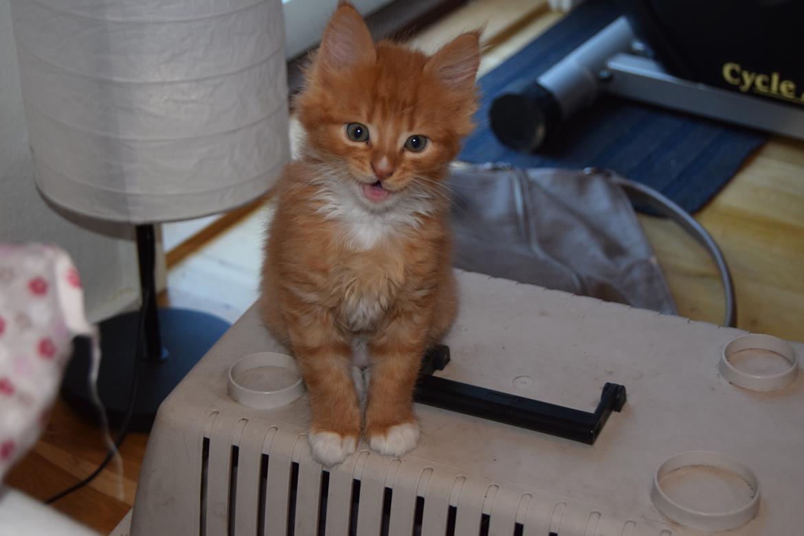 Maine Coon Louie - 6 uger billede 8