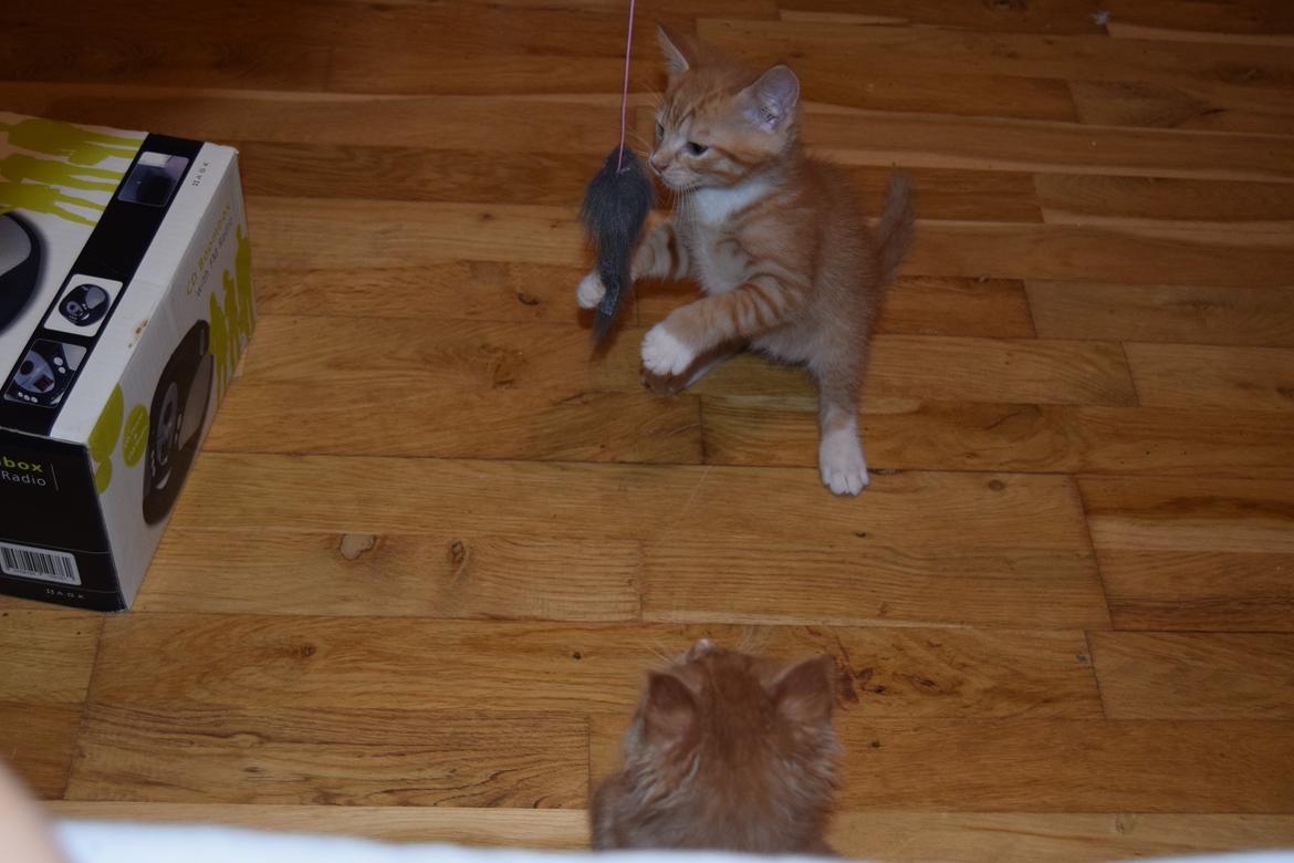 Blanding af racer Cody - 6 uger billede 2