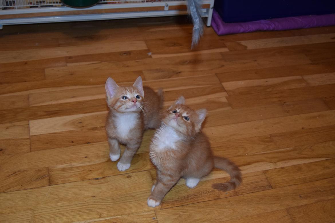 Blanding af racer Cody - 6 uger billede 3