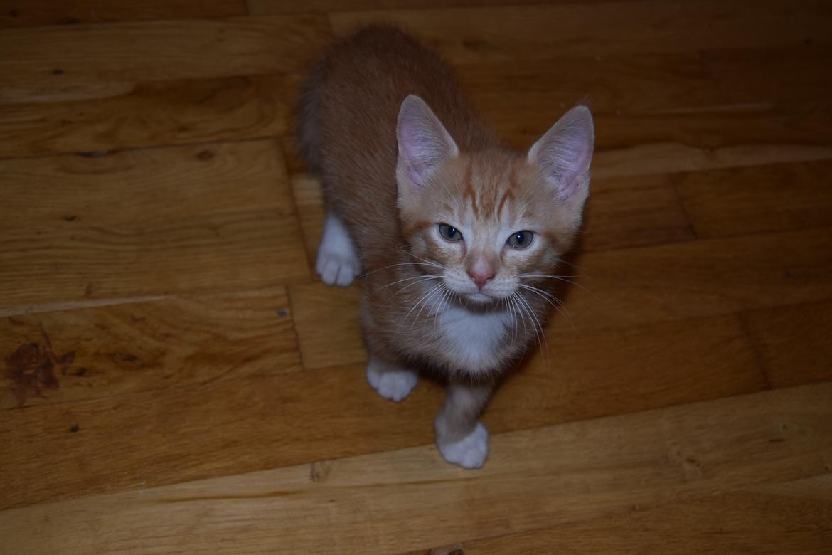 Blanding af racer Cody - 6 uger billede 4