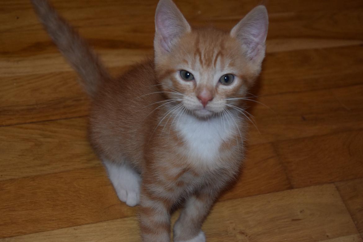 Blanding af racer Cody - 6 uger billede 1