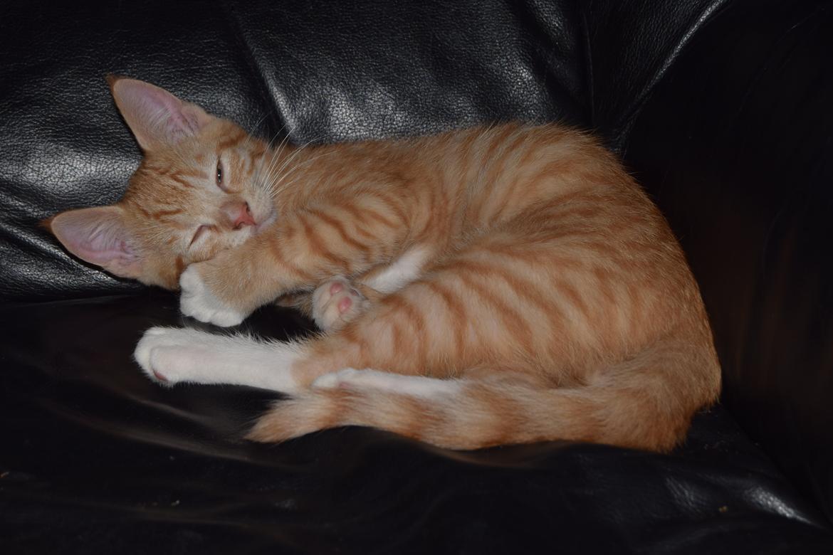 Blanding af racer Cody - 3 måneder billede 9