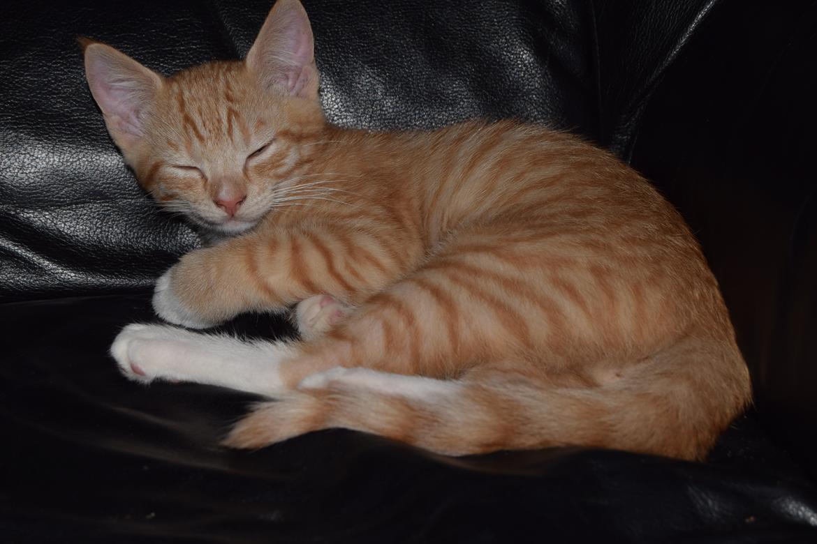 Blanding af racer Cody - 3 måneder billede 10