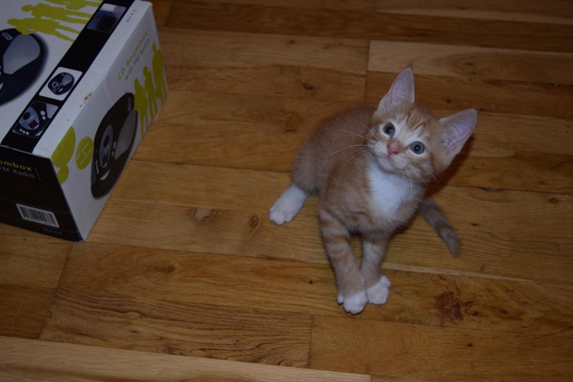 Blanding af racer Cody - 6 uger billede 5