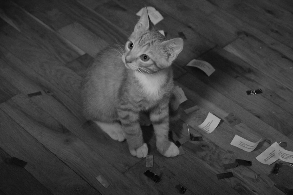 Blanding af racer Cody - 10 uger billede 6