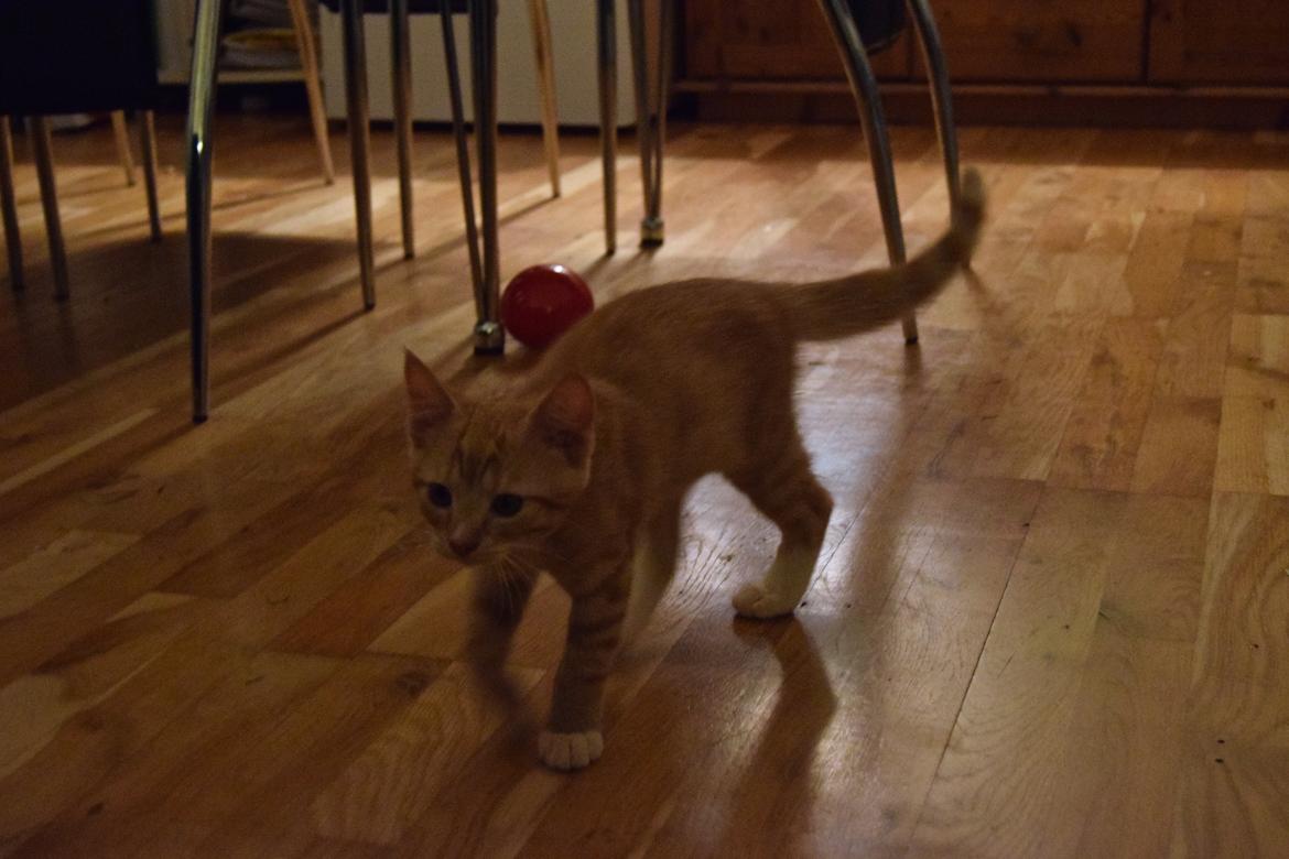 Blanding af racer Cody - 11 uger billede 7