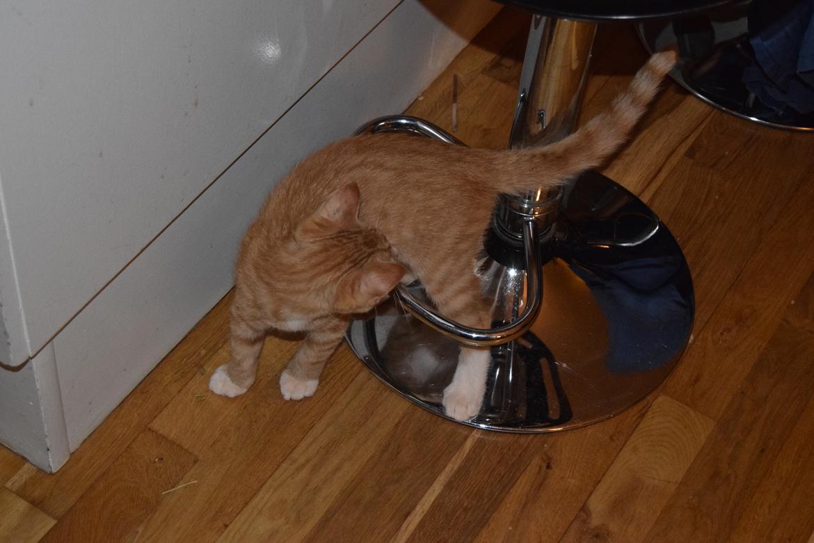 Blanding af racer Cody - 11 uger billede 8