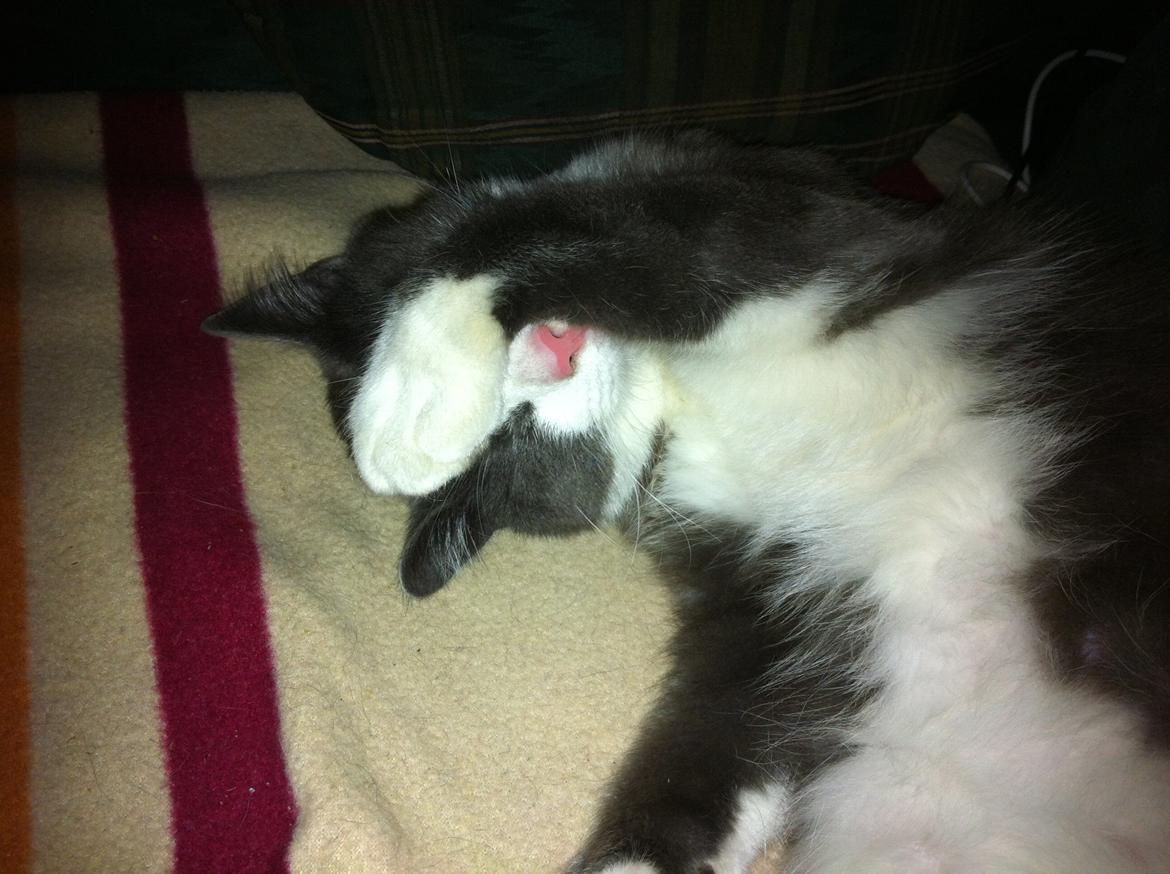 Huskat Villa billede 3