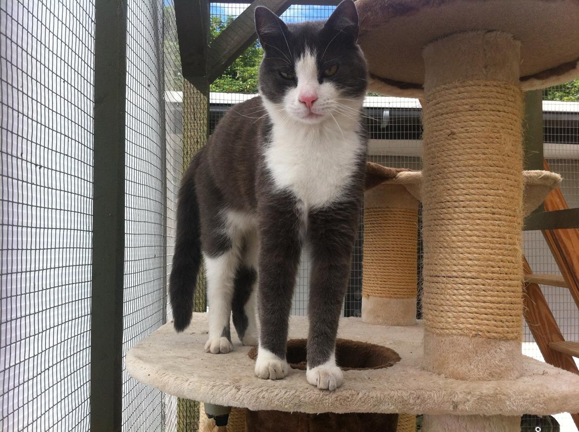 Huskat Villa billede 2