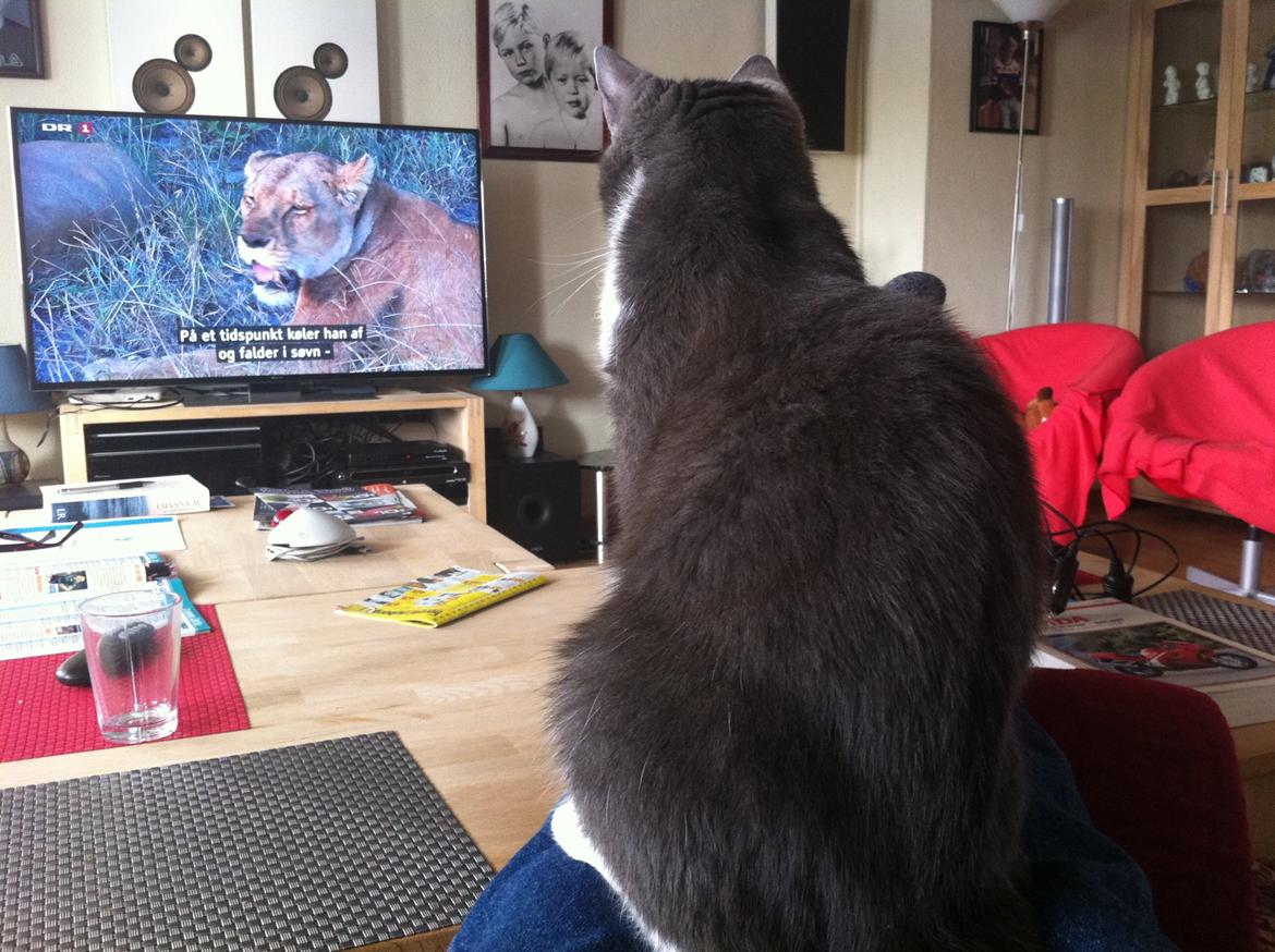 Huskat Villa billede 4