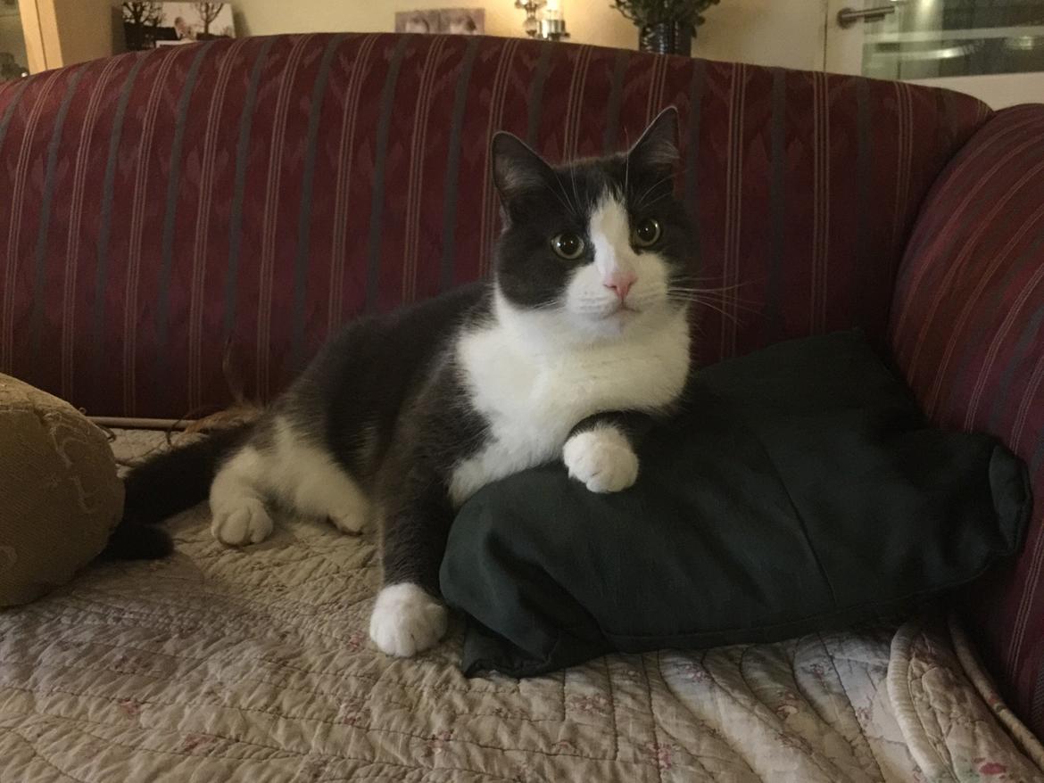 Huskat Villa billede 1