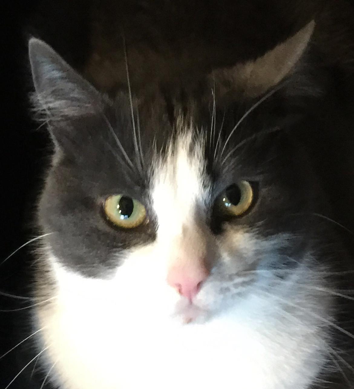 Huskat Villa billede 5