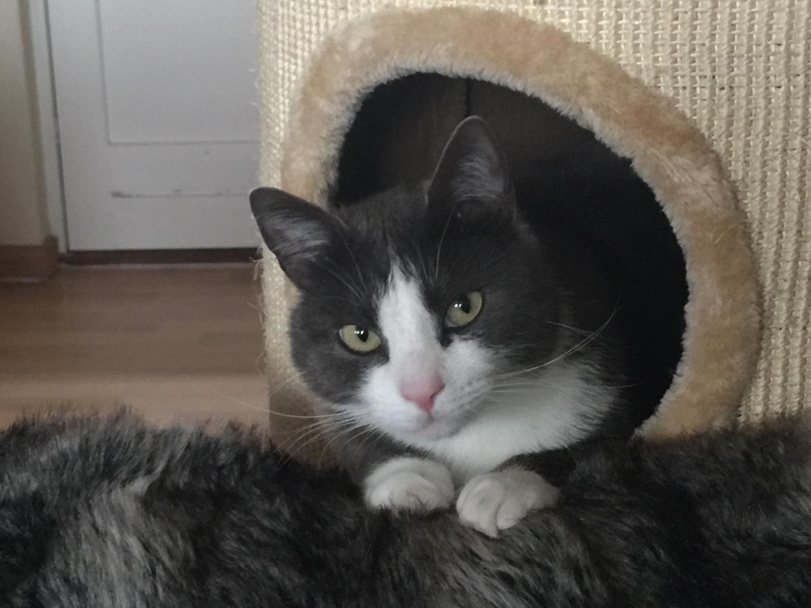 Huskat Villa billede 6