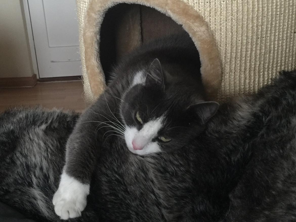 Huskat Villa billede 7