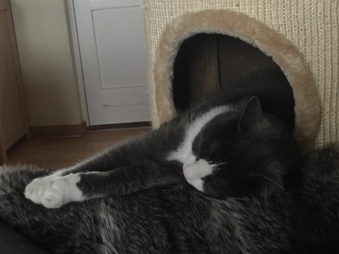 Huskat Villa billede 8