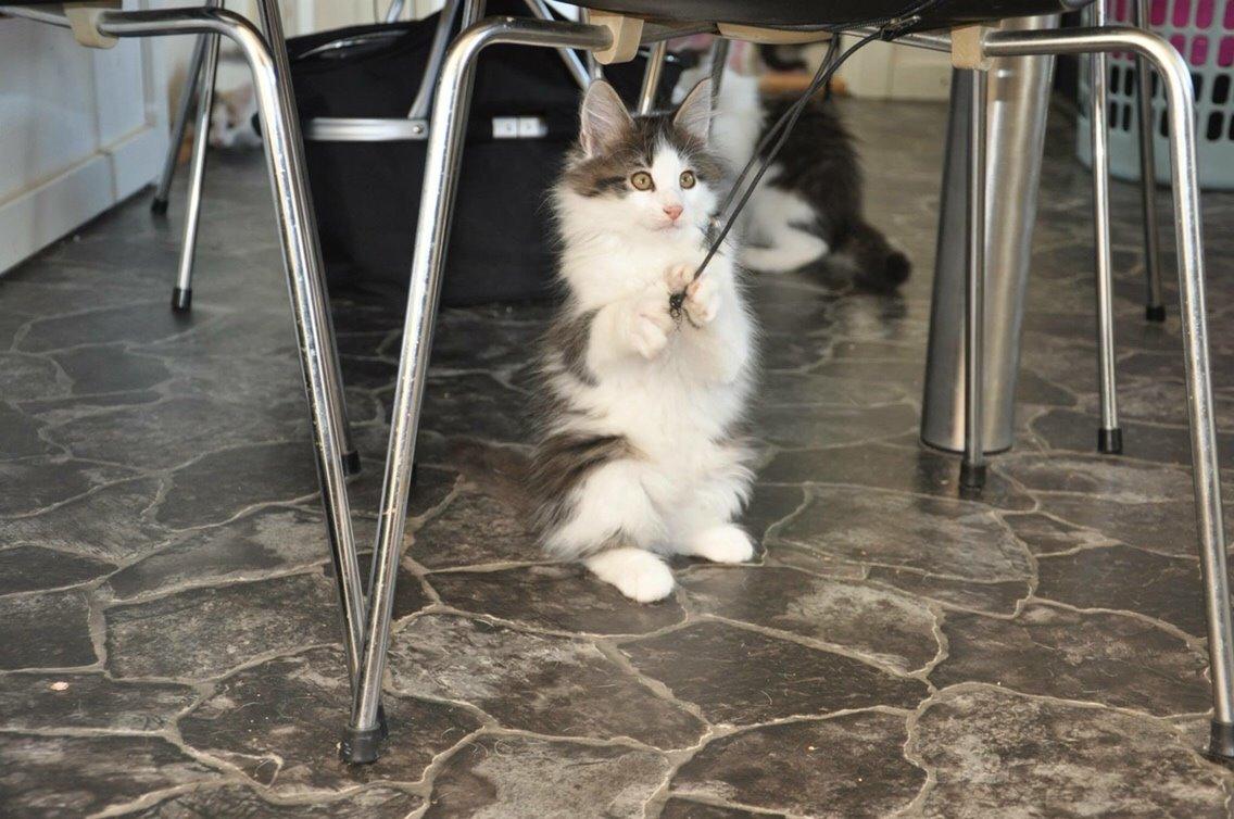 Norsk Skovkat Covo billede 6