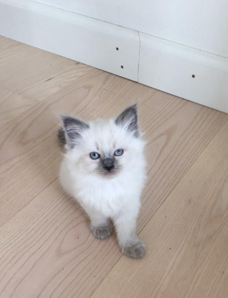 Blanding af racer Dolly billede 2