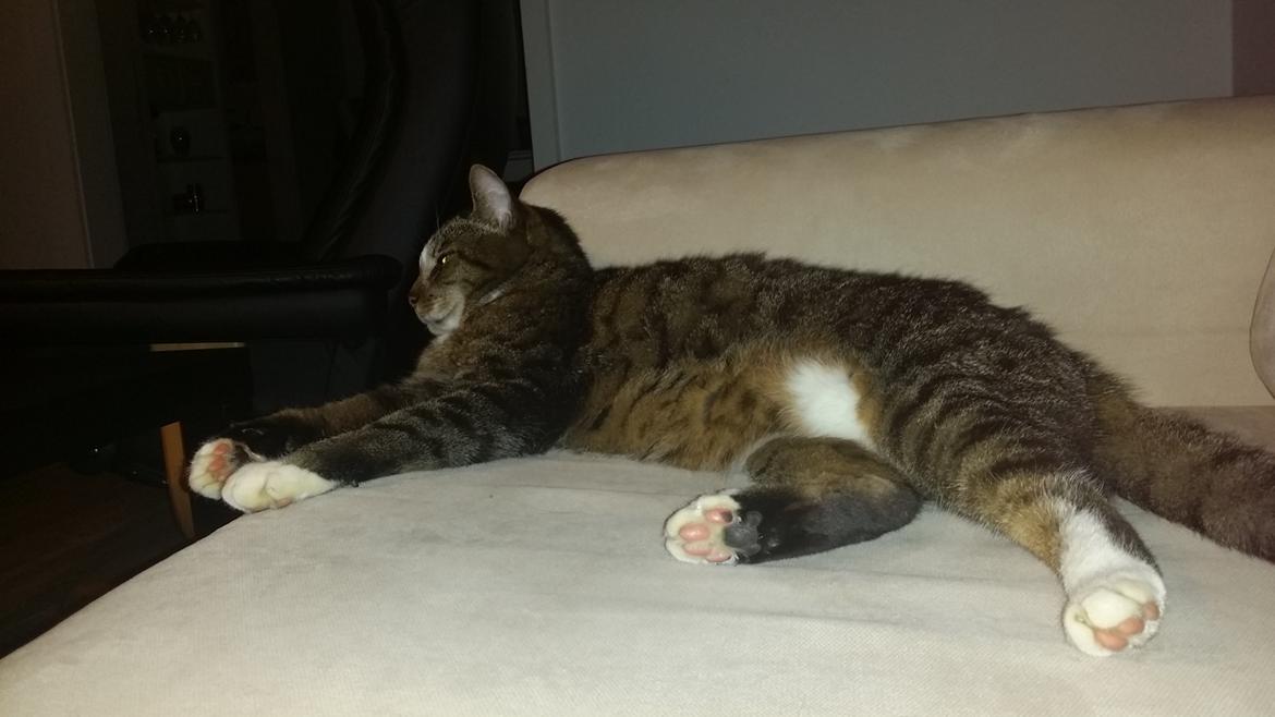 Huskat Oskar billede 8