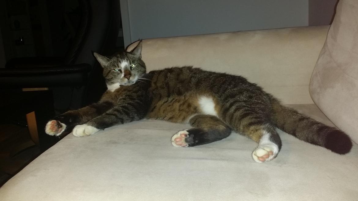 Huskat Oskar billede 9