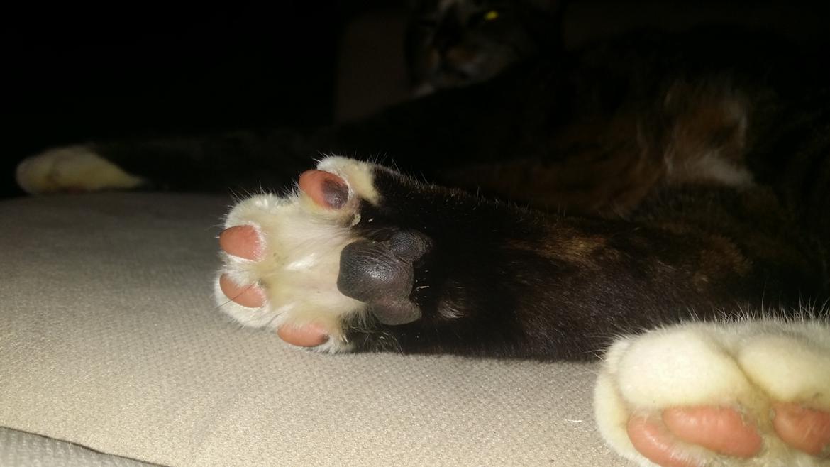 Huskat Oskar billede 10