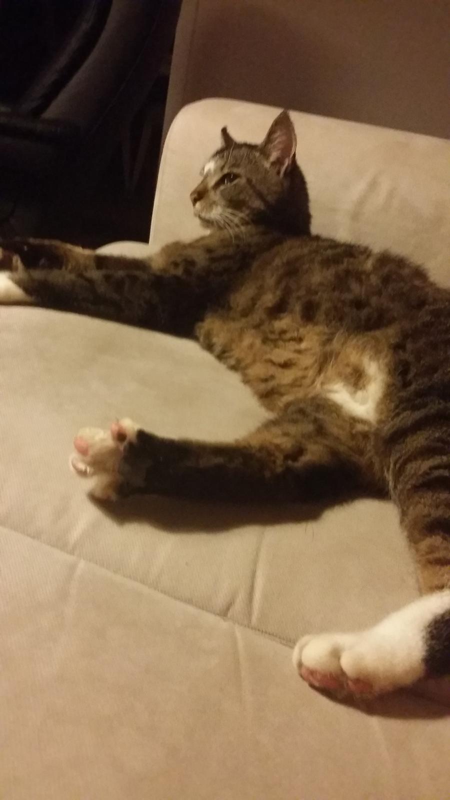 Huskat Oskar billede 11