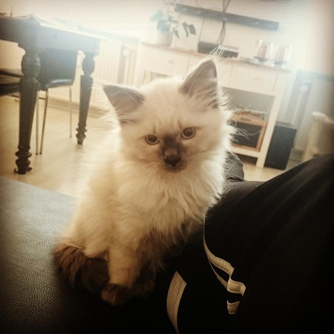 Blanding af racer Dolly billede 3