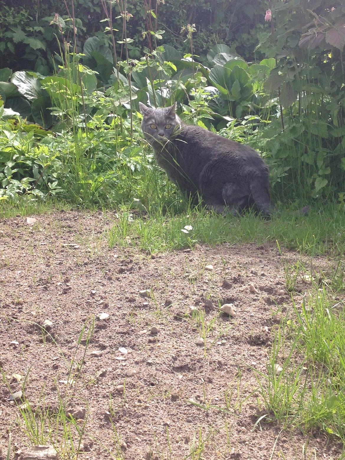 Huskat Findus (kælenavn: Finn) - Findus på Eventyr billede 8