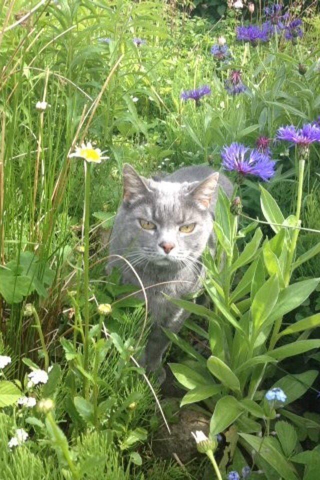 Huskat Findus (kælenavn: Finn) - Findus på Eventyr billede 9